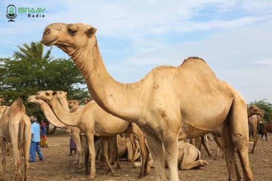 Somali Camel — Export-grade pastoral livestock