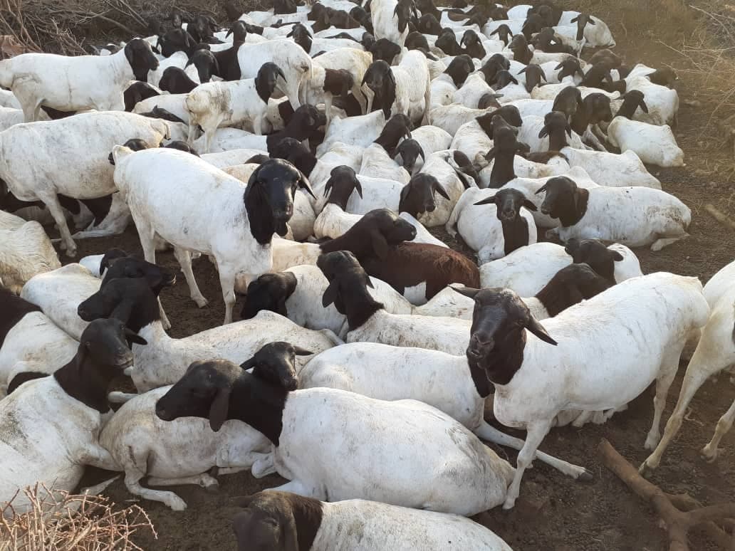 Somali Fat-Tailed Sheep — Export-grade livestock
