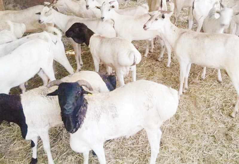 Sheep